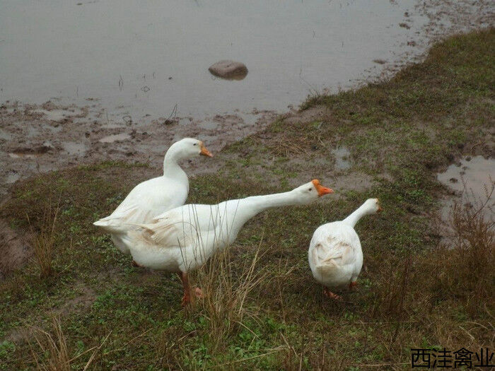 四川白鹅