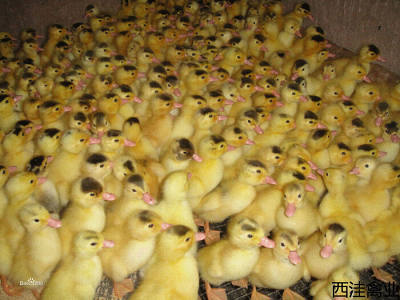 西洼禽业--番鸭苗