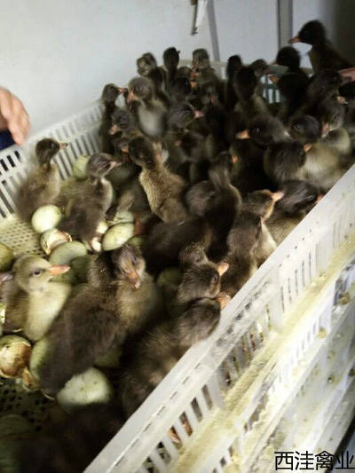 西洼禽业--金定鸭苗