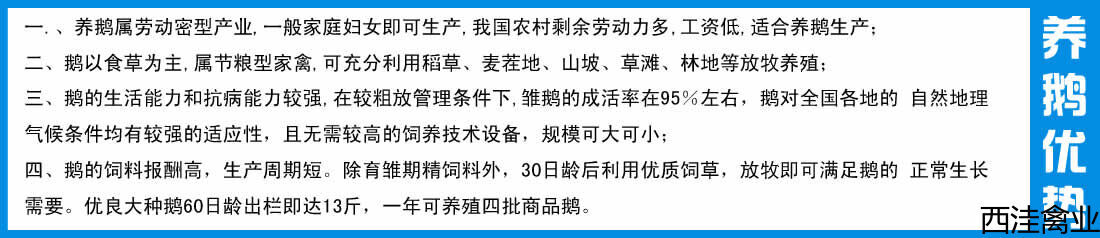 2022年养鹅成本及利润分析 2022年养鹅成本及利润分析