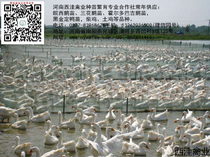 白鹅饲养的管理方法 白鹅饲养的管理方法