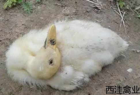 鹅脖子突然歪斜了怎么回事 鹅脖子突然歪斜了怎么回事