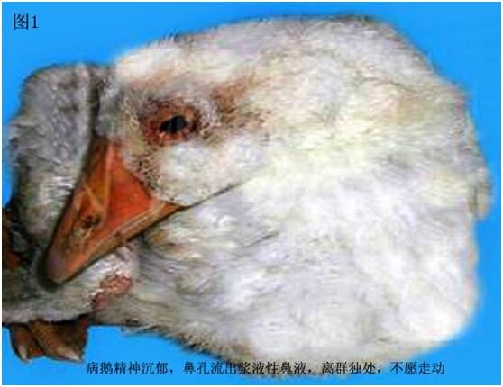 雏鹅谨防小鹅瘟 雏鹅谨防小鹅瘟