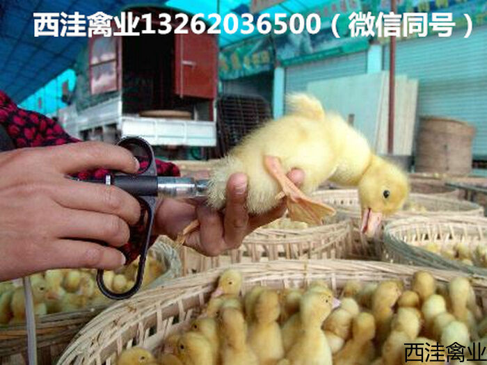 西洼禽业教你如何给鸭子打针 西洼禽业教你如何给鸭子打针