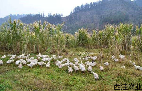 雏鹅的放牧原则 雏鹅的放牧原则
