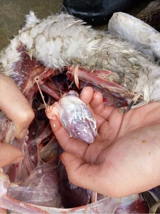 鹅浆膜炎怎么办? 鹅浆膜炎怎么办?