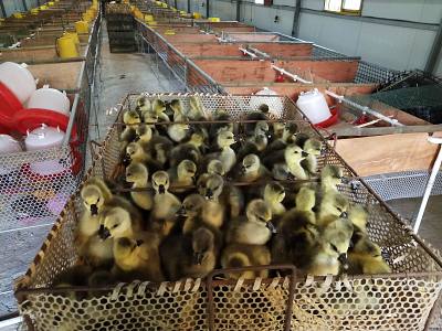 西洼禽业--马岗鹅苗