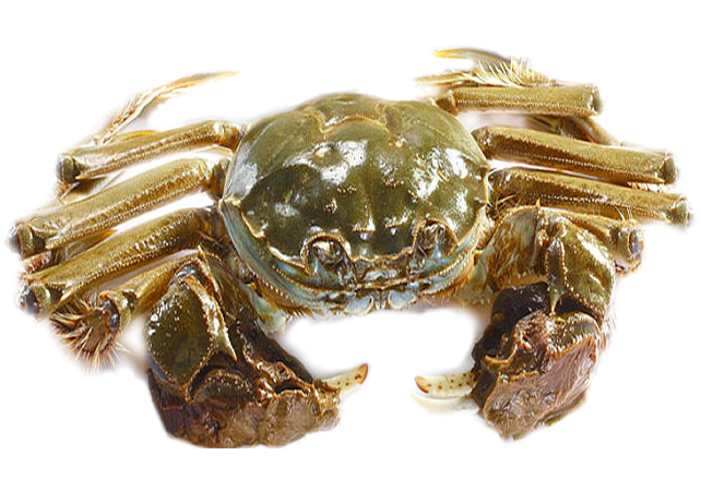 七里海河蟹是海蟹还是河蟹