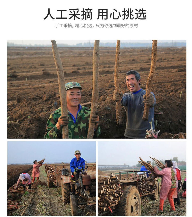 150克黄金牛蒡茶详情 (11).jpg