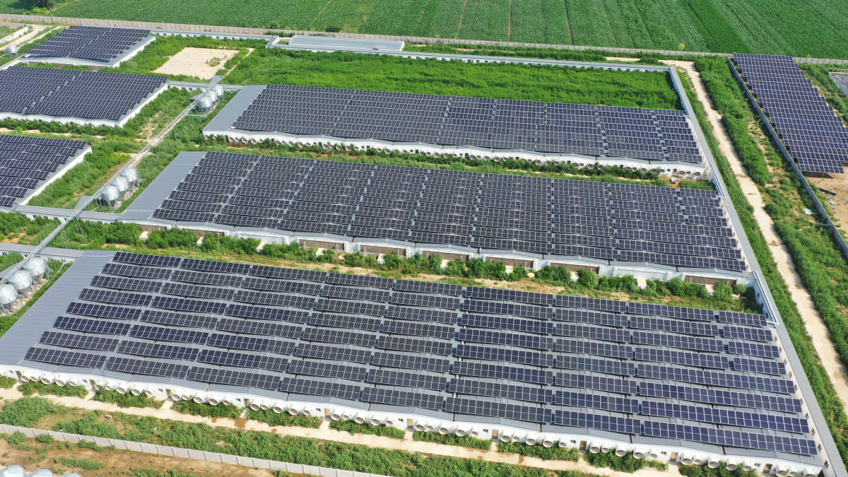 安平京安集团（野营猪场）5.6MW