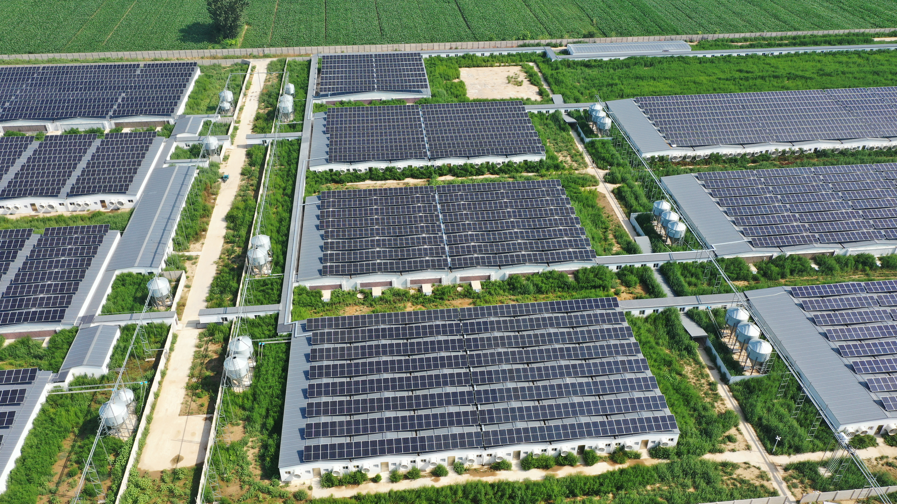 安平京安集团（野营猪场）5.6MW