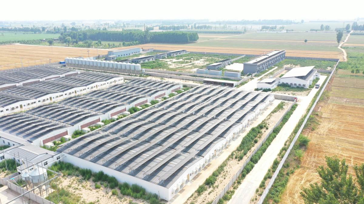 安平京安集团（野营猪场）5.6MW