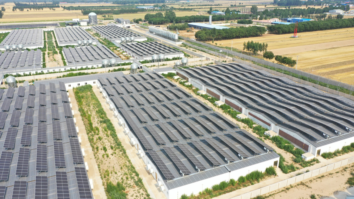 安平京安集团（野营猪场）5.6MW