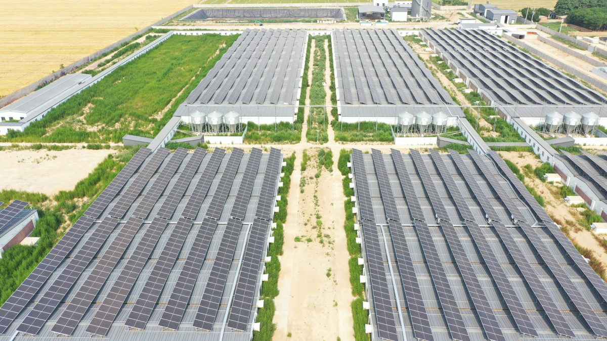 安平京安集团（野营猪场）5.6MW