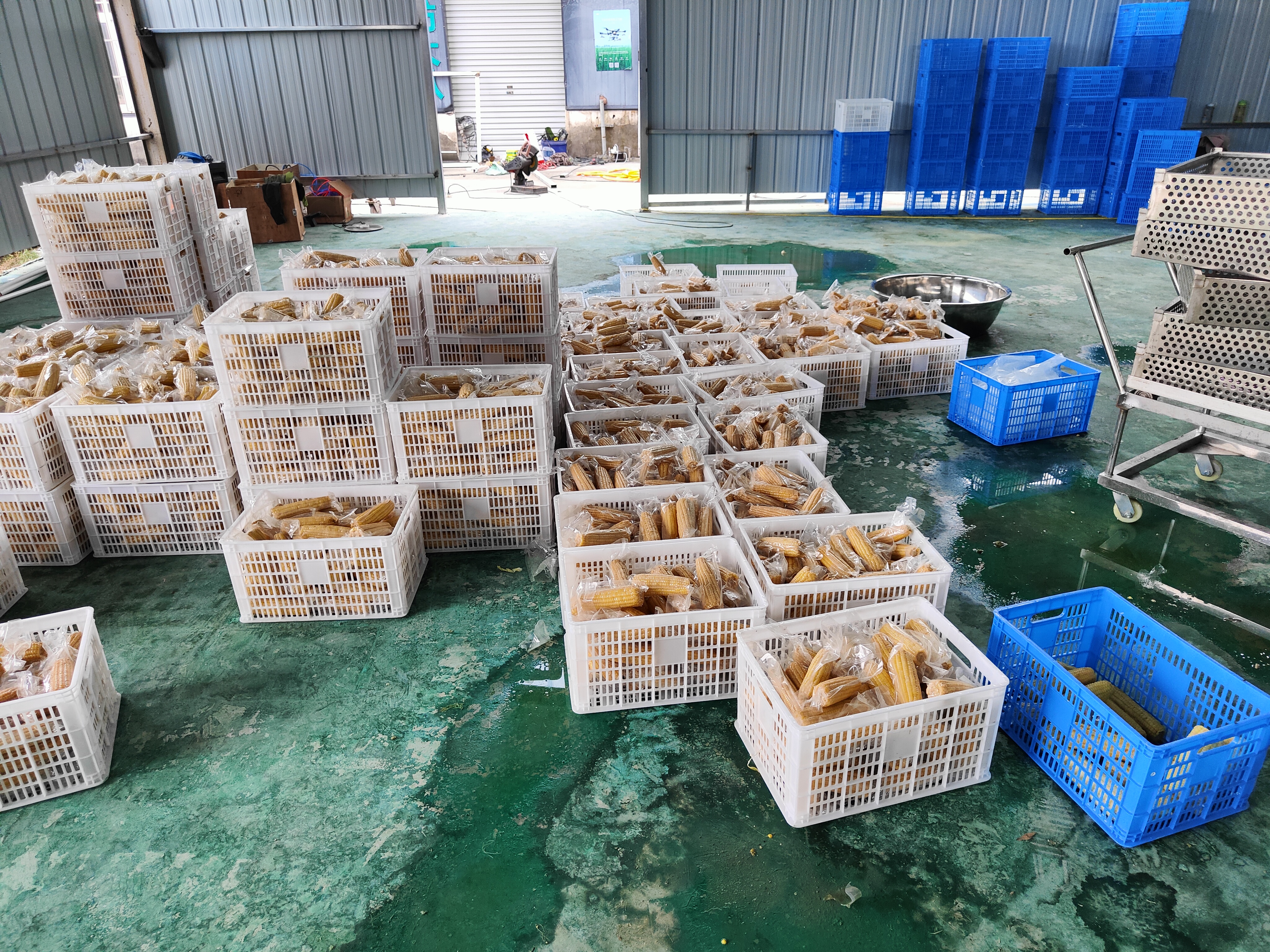 玉米加工流水线