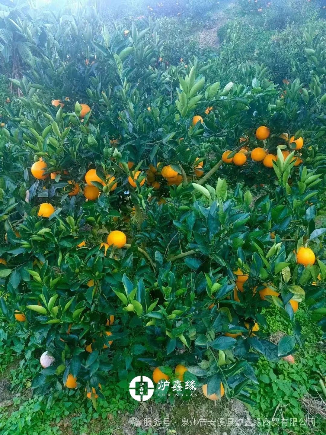 8810995404c8ae9e459906c7a6c7520c.jpg 1743060977763786859182493696.jpg