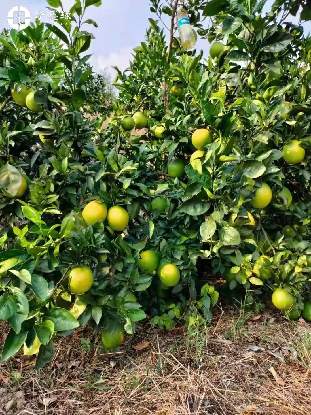 aa1be1795b256f3bb193deb07acc009f.jpg 1743061194763787770084659200.jpg