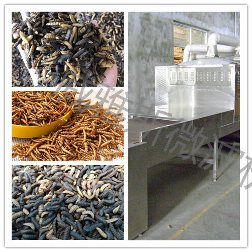 虫子烘干设备