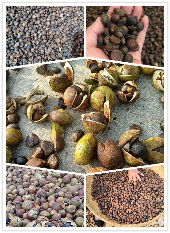 威雅斯微波机为油茶籽点亮绿色财富的梦想