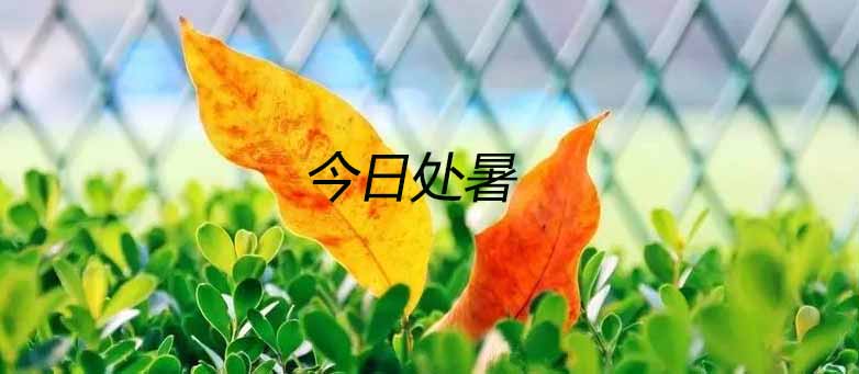 處暑節(jié)氣如期而至