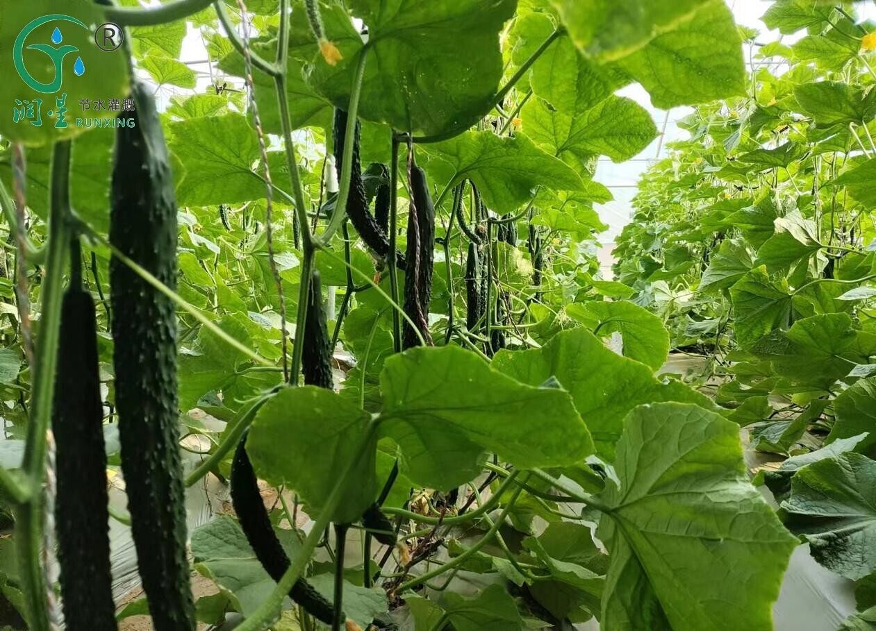 cucumber cultivation