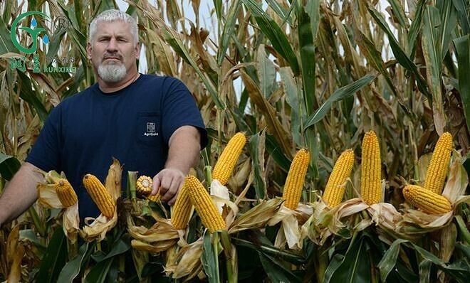 Maize Cultivation