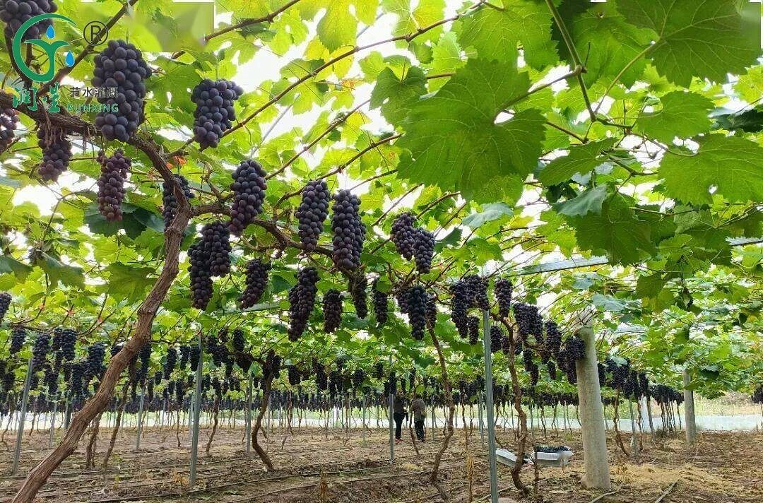 Grape Cultivation