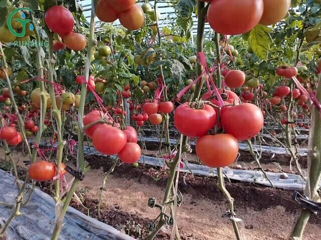 Tomato Farming