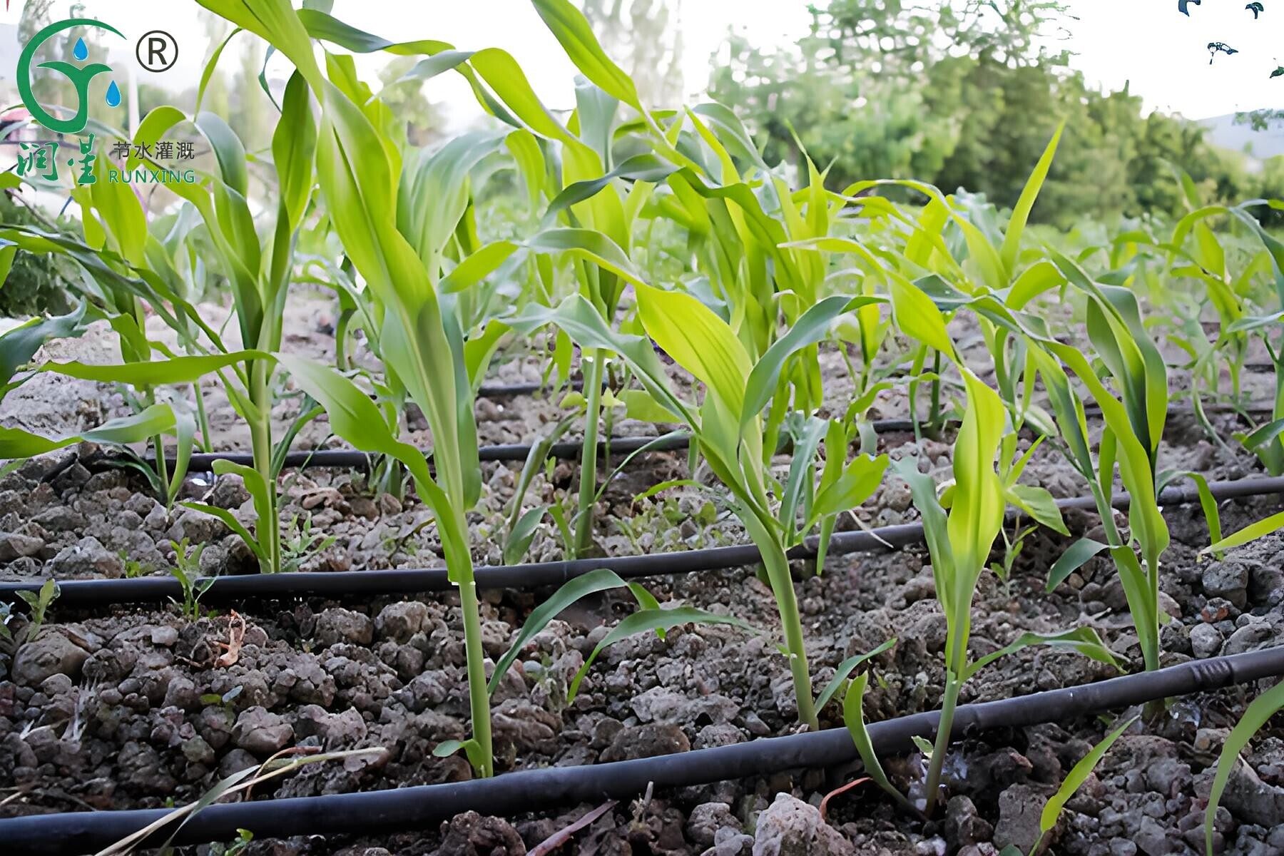 Drip Irrigation Facilities