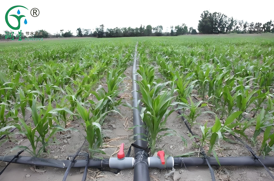 Corn Cultivation