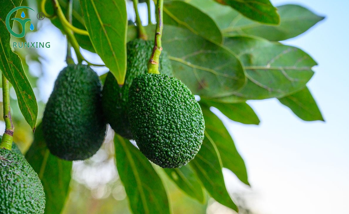 Avocado Cultivation