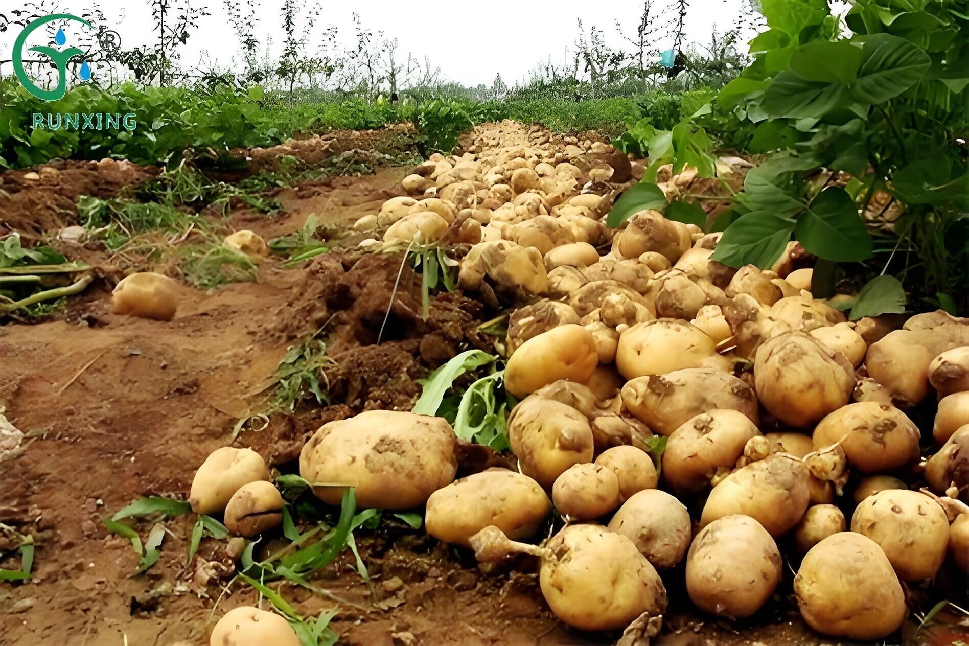 potato farming