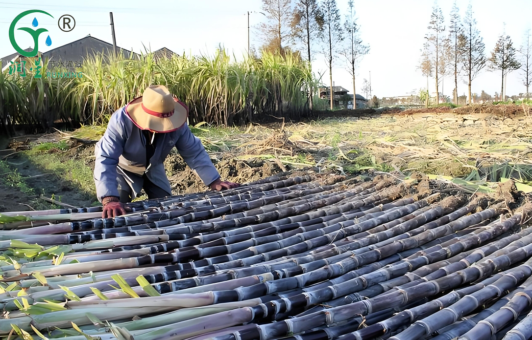 Drip Irrigation