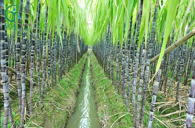 Sugarcane Cultivation