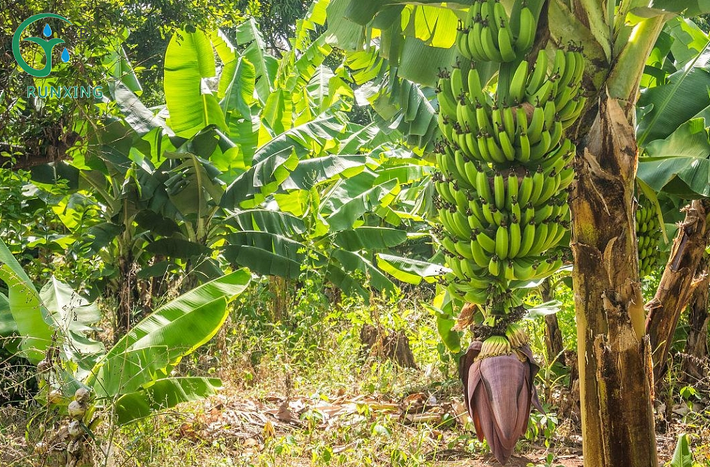  banana cultivation