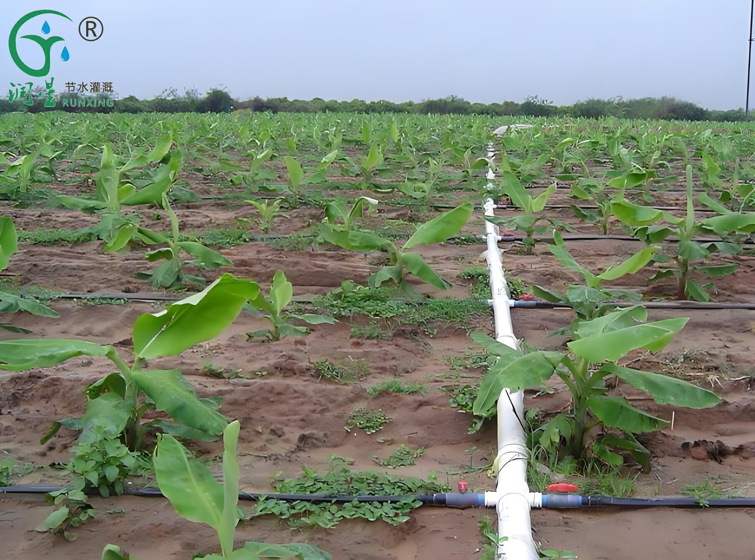 drip irrigation