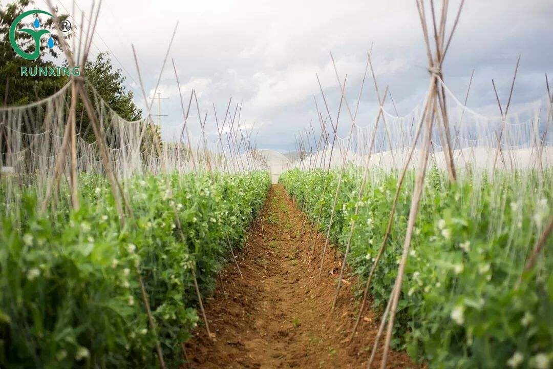 pea cultivation