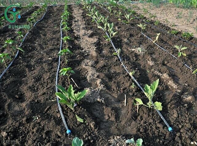 eggplant cultivation