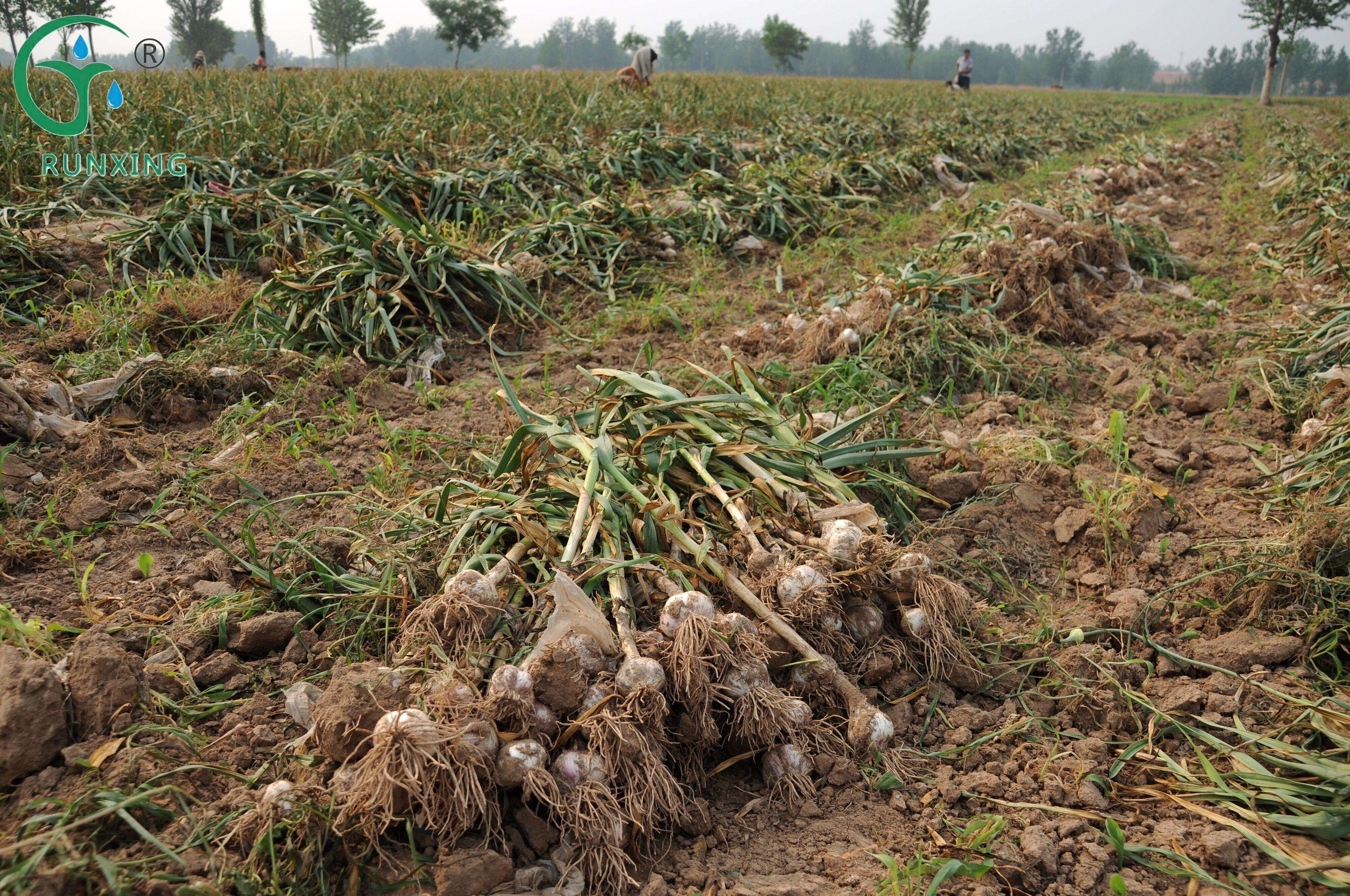 drip irrigation