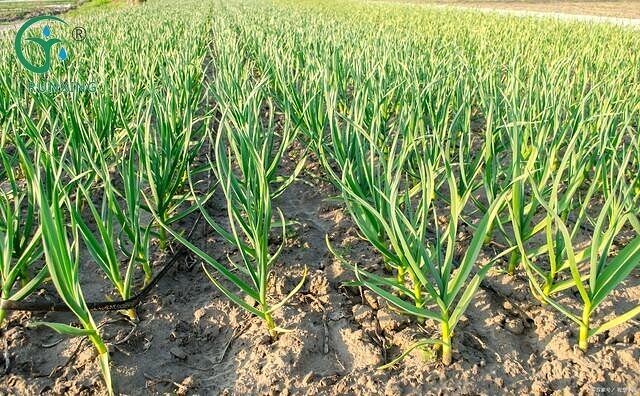 garlic cultivation