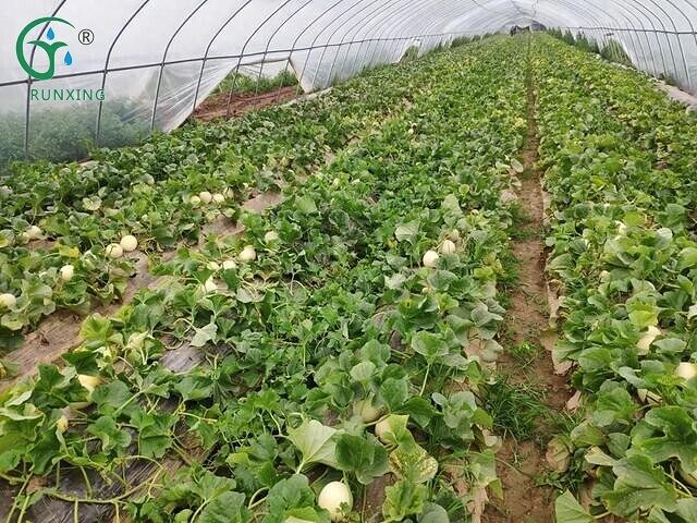  drip irrigation