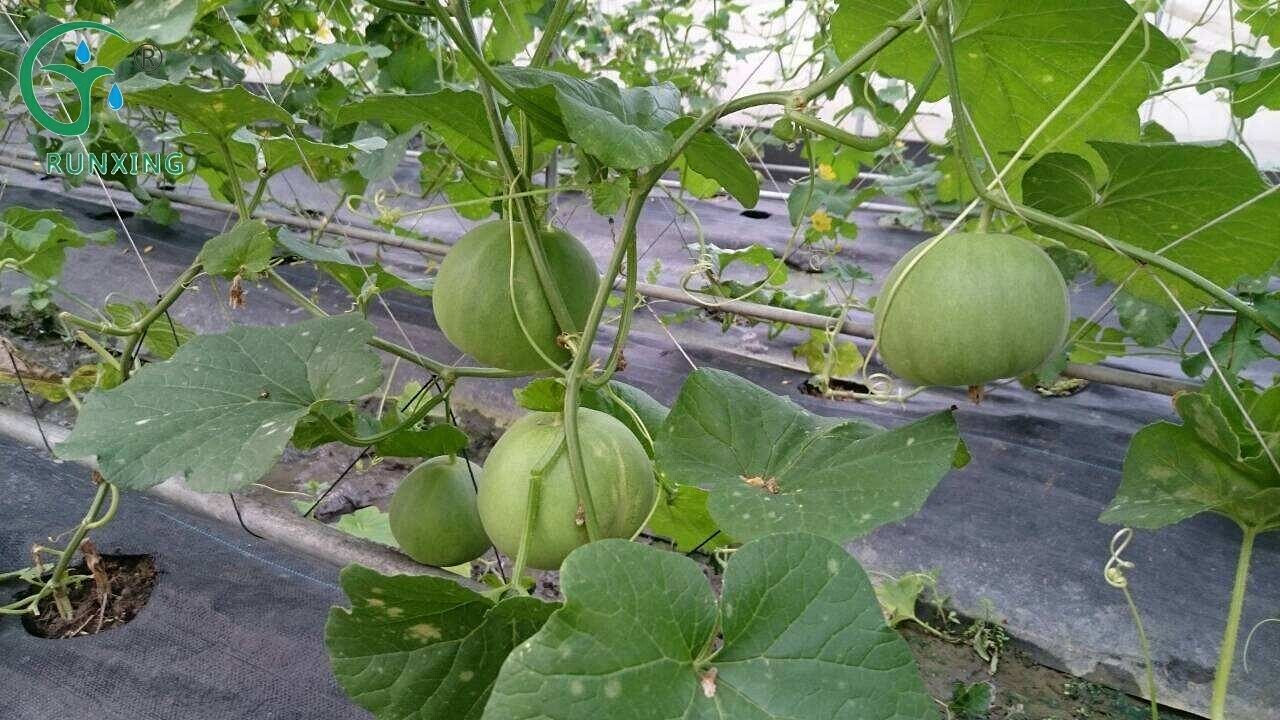 melon cultivation