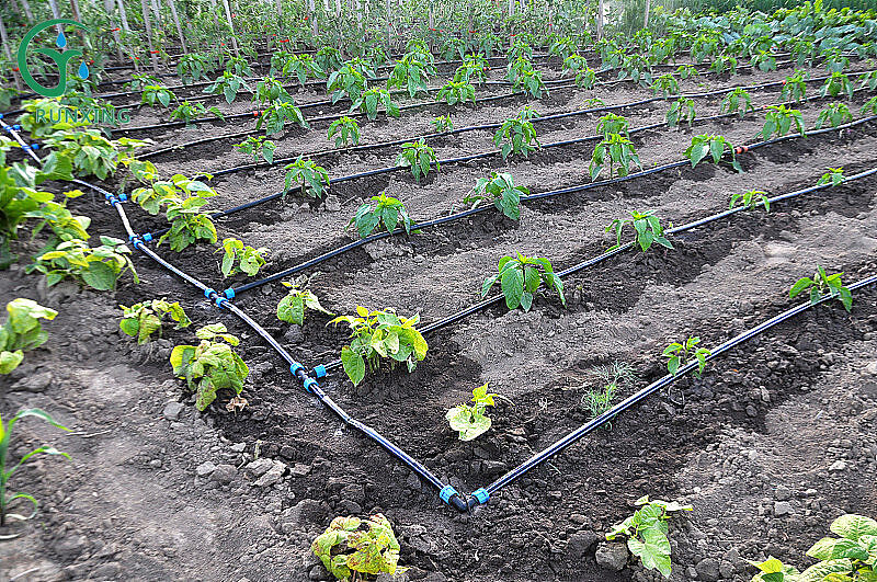 oilseed rape cultivation