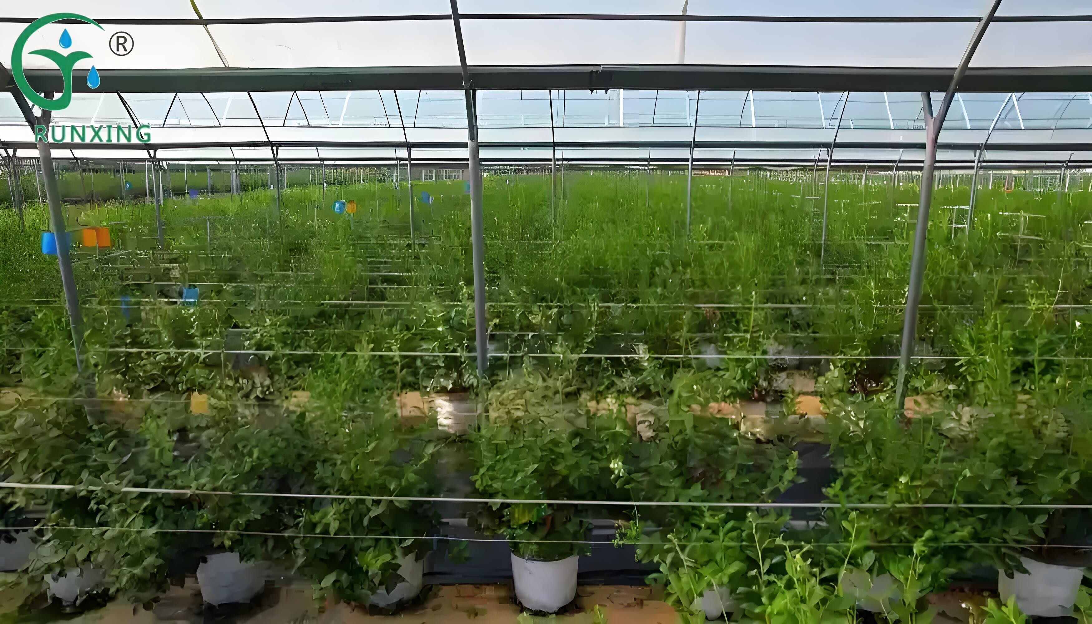 Peru blueberry cultivation