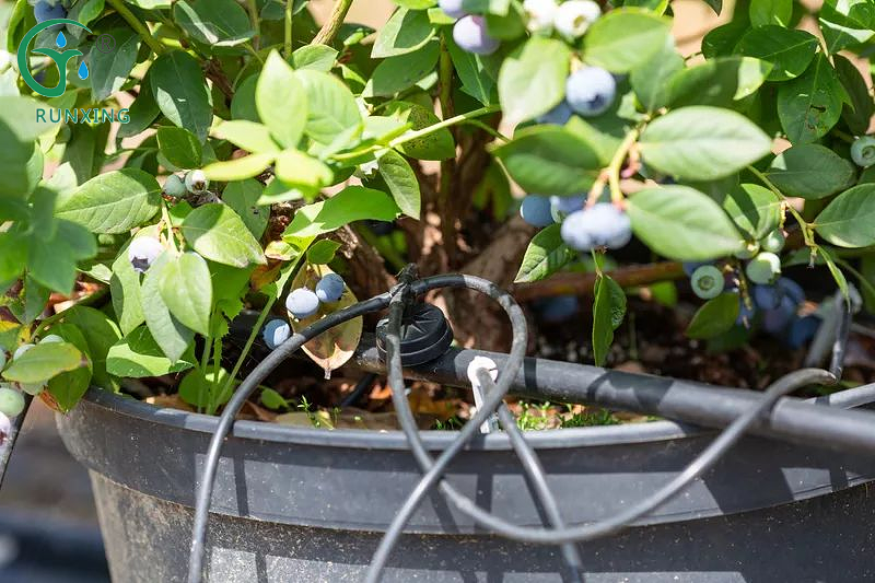 Peru blueberry cultivation