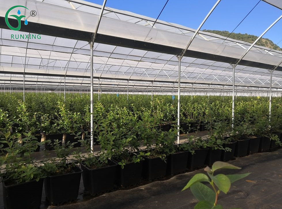  efficient cultivation