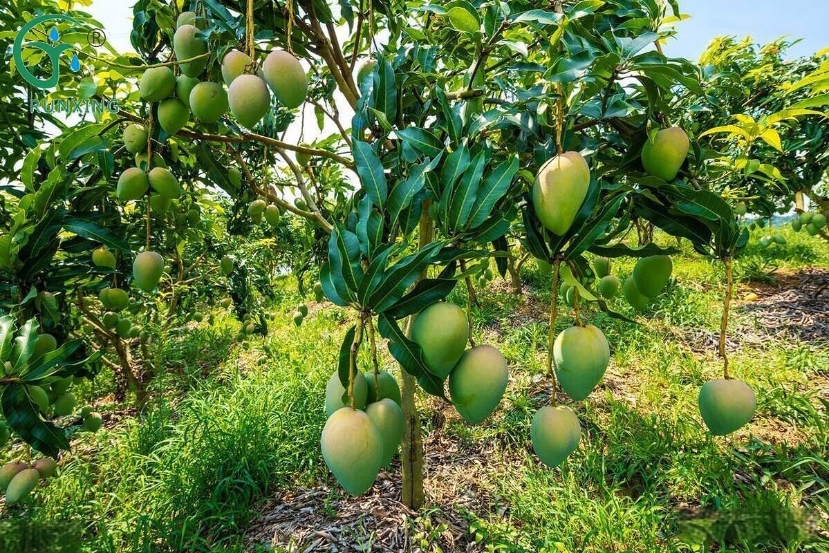 Brazil mango farming