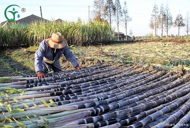 drip irrigation
