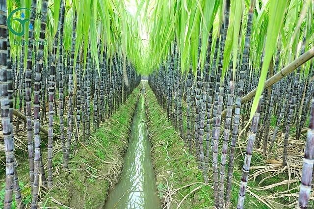 Brazilian sugarcane