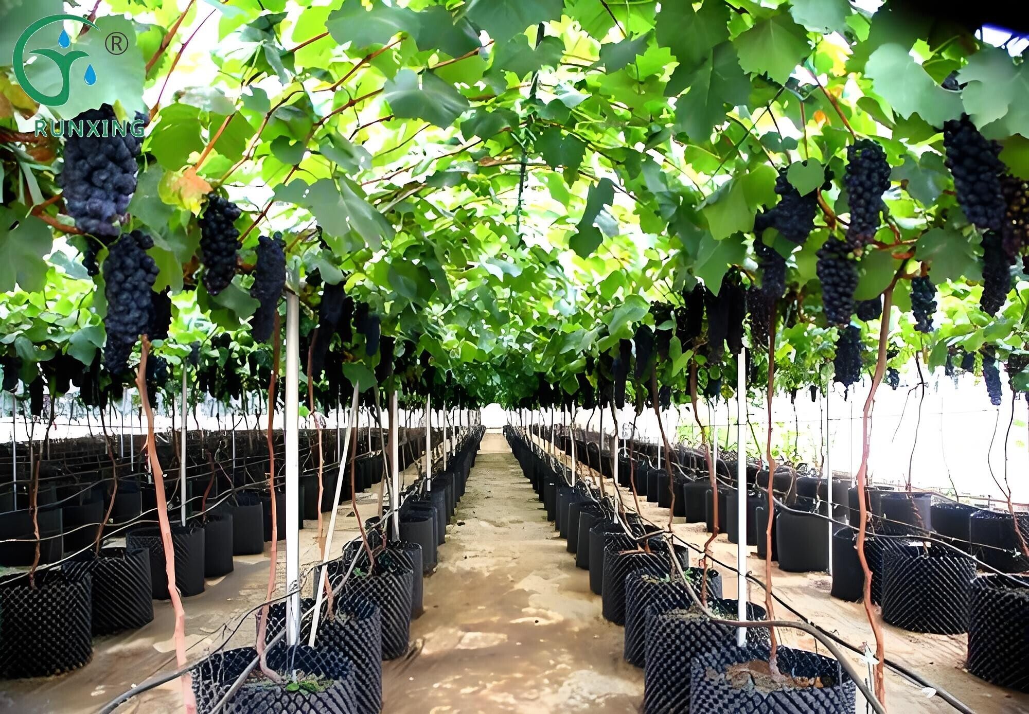 Brazilian grape cultivation